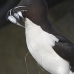 razorbill_msi_v_1033_can0649.jpg